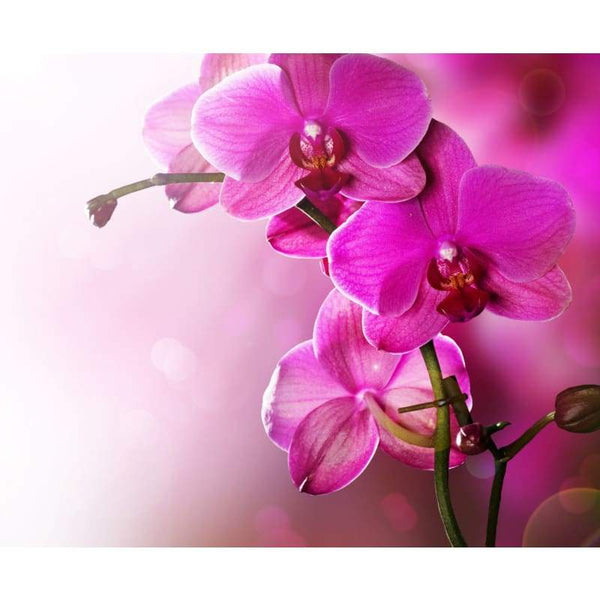 Orchids Full Drill - 5D Diy Diamond Painting Kits  Rhinestones - NEEDLEWORK KITS