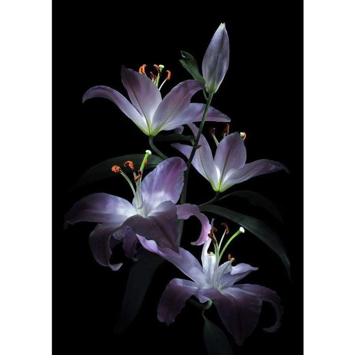 Purple Lily Full Drill - Full Drill - 5D DIY Diamond Painting Kits UK - NEEDLEWORK KITS