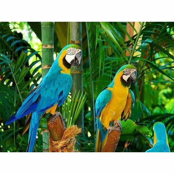 Full Drill - 5D DIY Diamond Painting Kits Cute Parrots - 3