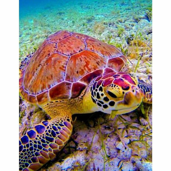 Full Drill - 5D DIY Diamond Painting Kits Sea Turtle - 3