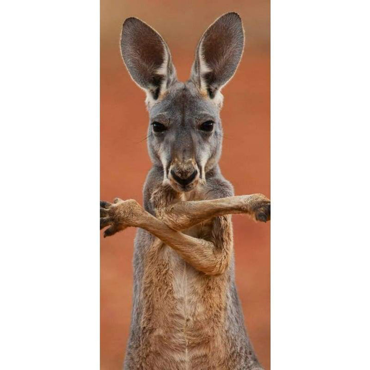 Kangaroo 02- Full Drill Diamond Painting - Special Order - 