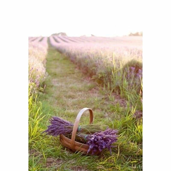 Lavender Fields Full Drill - 5D Diy Diamond Painting Kits 