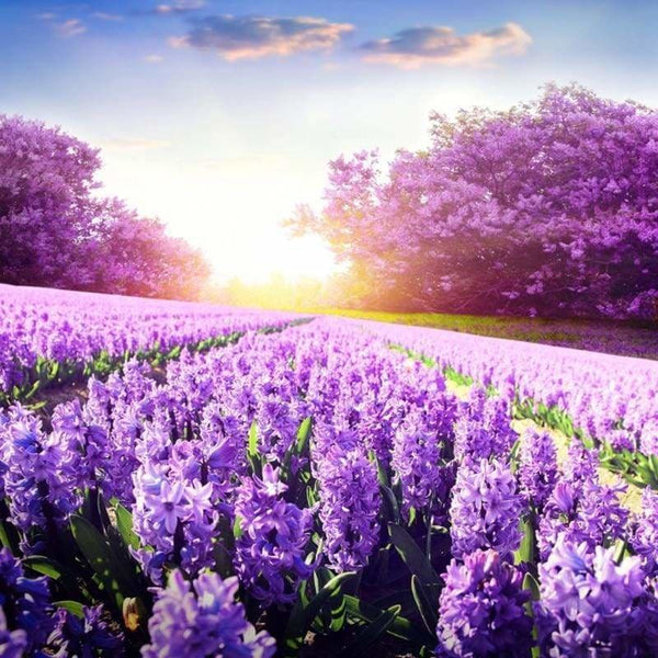 New Hot Sale Lavender Fields Picture Full Drill - 5D Diamond