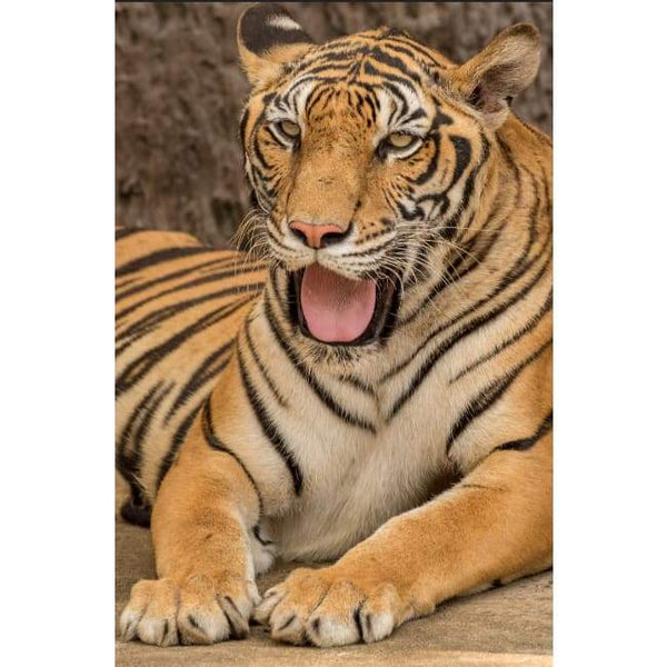 Tiger yawn- Full Drill Diamond Painting - Special Order - 